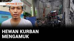 Hewan Kurban Mengamuk | Liputan 6