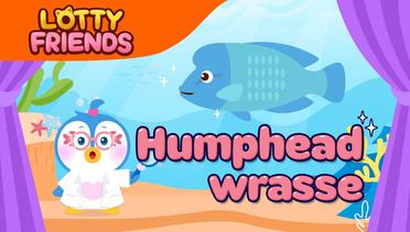 The Humphead wrasse