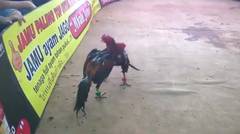 Cuplikan Kontes(bukan ayam saya) ayam roy AKAS PPAI Probolinggo(ijo) vs paulus nganjuk (jalu merah)