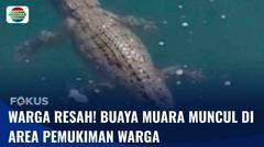 Buaya Muara Lebih dari 2 Meter Muncul dan Resahkan Warga | Fokus