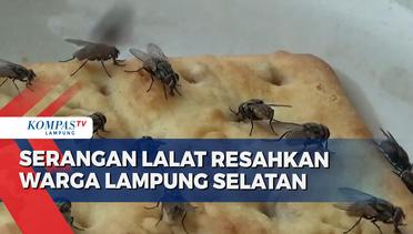 Serangan Lalat Bikin Resah Warga Lampung Selatan