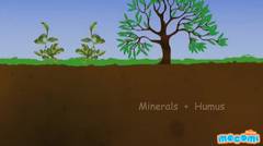 Soil Profile of Earth
