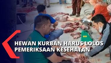 Di Makassar, 17 Ekor Sapi & 9 Kambing Kurban Harus Lalui Cek Kesehatan Guna Hindari Wabah PMK!