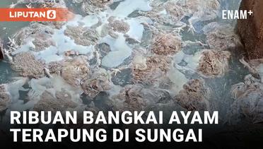 Ribuan Bangkai Ayam Terapung di Sungai di Musi Rawas Sumsel