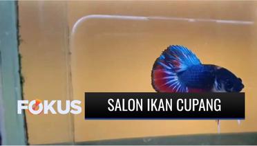 Kabar Gembira! Ada Salon Khusus Ikan Cupang di Bogor | Fokus