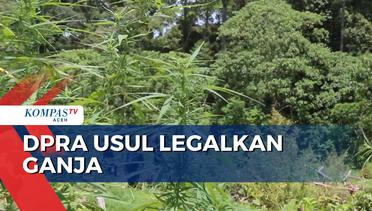 Qanun Legalisasi Ganja Masuk Legislasi DPR 2023