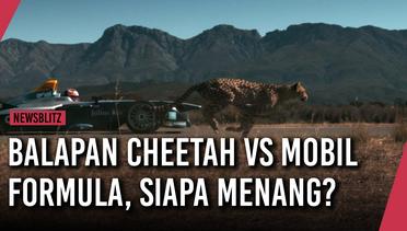 Balapan Cheetah vs Mobil Formula, Siapa Menang