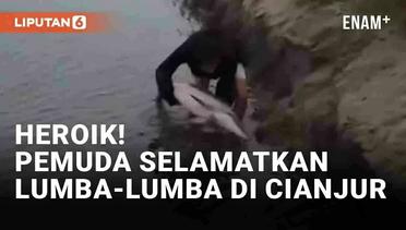 Aksi Heroik Pemuda Selamatkan Lumba-Lumba di Pantai Cianjur