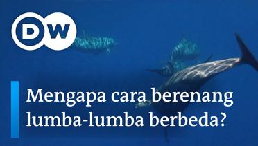 Now You Know - Mengapa cara berenang lumba-lumba berbeda dengan hiu?