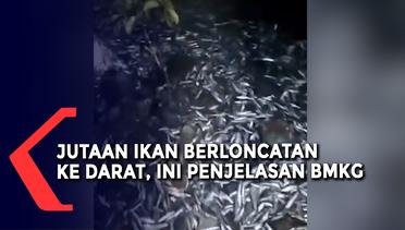 Fenomena Jutaan Ikan Berloncatan ke Darat, Ini Kata BMKG