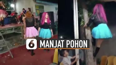 Kocak, Atraksi Pedangdut Waria Manjat Pohon