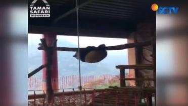 Tingkah Lucu Panda Cai Tao di Taman Safari Bogor - Liputan 6 Siang