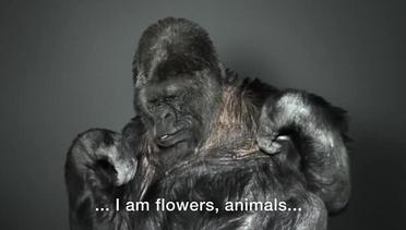 Pesan Seekor Gorila Kepada ManusiaTerhadap Pemanasan Global