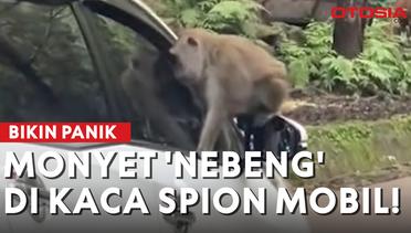 Viral! Monyet Taman Safari Duduk Manis di Kaca Spion, Pengunjung Dalam Mobil Kaget