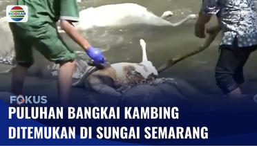 50 Bangkai Kambing Ditemukan di Sungai Semarang, Diduga Sengaja Dibuang | Fokus