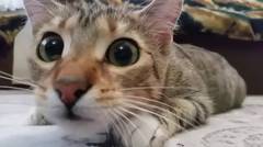 Kompilasi Video Kucing Imut dan Lucu #6