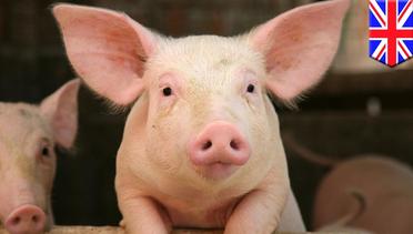 Petani tuduh aktivis bunuh babi - TomoNews