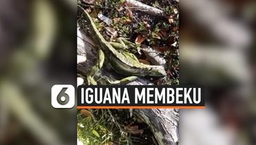 Cuaca Ekstrem, Iguana Membeku dan Berjatuhan Dari Pohon