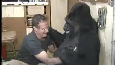 Robin Williams Bercanda Dengan Gorilla 