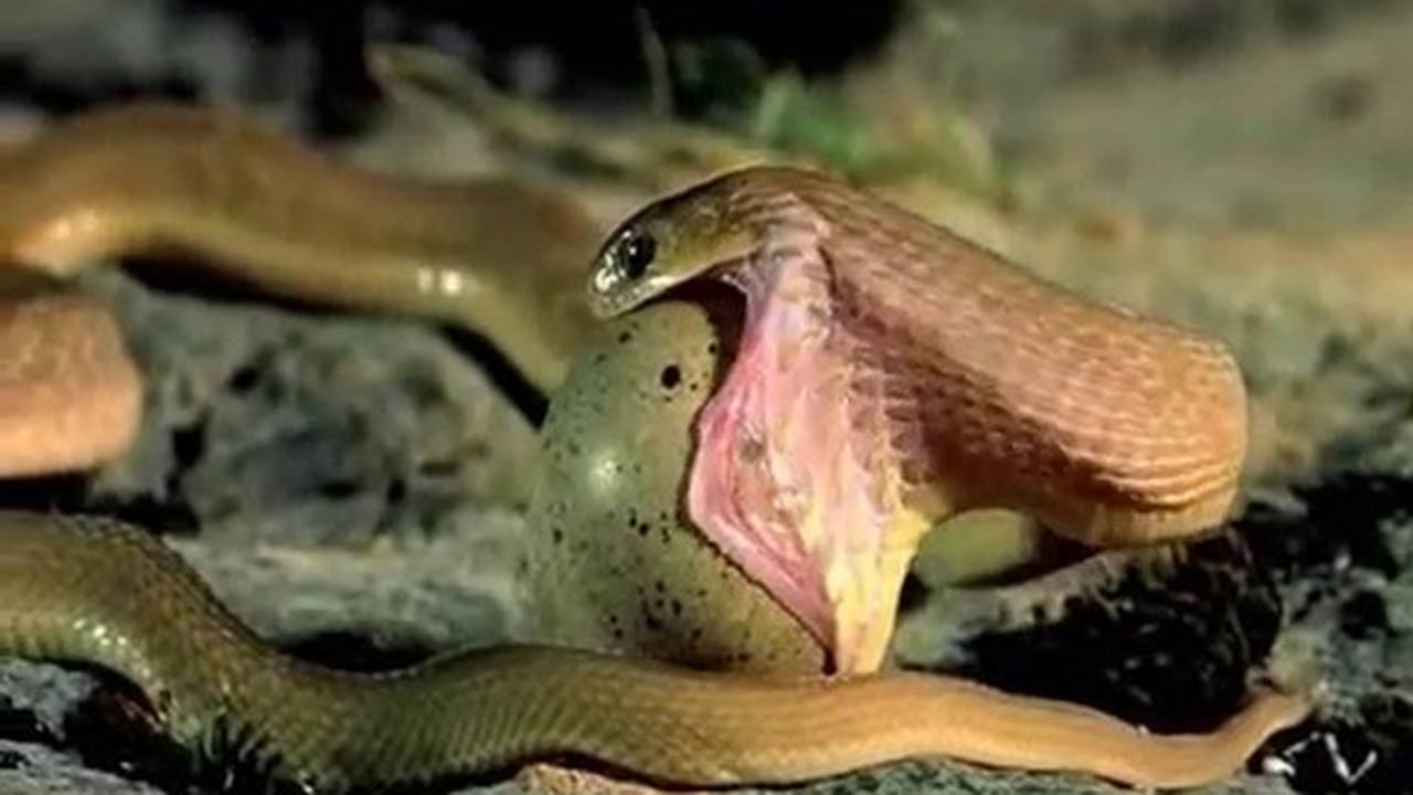 Ular mehmonxonalarda ovora