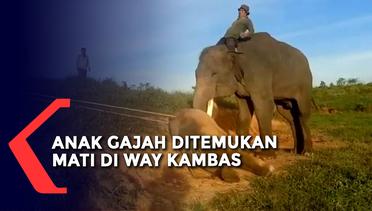 Anak Gajah Ditemukan Mati di Taman Nasional Way Kambas, Tidak Ditemukan Indikasi Penyakit