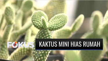 Kaktus Mini, Tanaman Favorit Saat Ini untuk Dijadikan Hiasan Rumah | Fokus