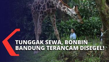 Terkait Tunggak Iuran Sewa Lahan, Kebun Binatang Bandung Terancam Disegel Pemkot!