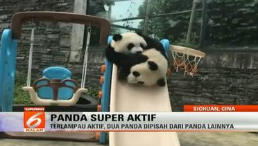 Aksi Lucu Panda Kakak Beradik Berebut Mainan - Liputan6 Malam