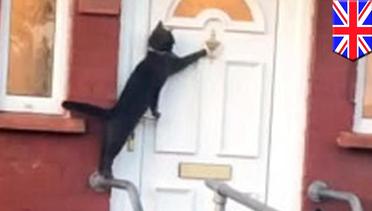 Kucing ini bisa ketuk pintu! - TomoNews