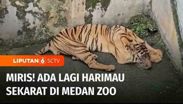 Miris! Dua Harimau di Medan Zoo dalam Kondisi Sekarat Tanpa Perawatan Maksimal | Liputan 6