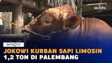 Jokowi Kurban Sapi Limosin 1,2 Ton di Palembang