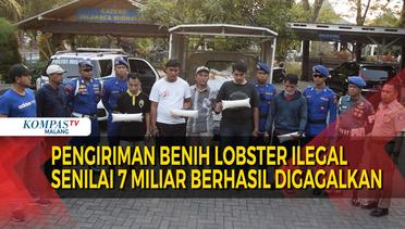 Lanudal Juanda Gagalkan Pengiriman Benih Lobster Ilegal Senilai Rp 7 M!