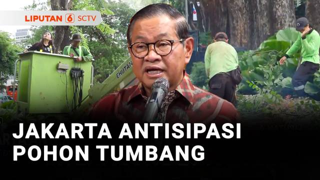 Antisipasi Pohon Tumbang, Pohon-pohon di Jakarta Dirapikan | Liputan 6