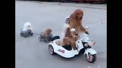 Lucu , Anjing juga Bawa anak jalan jalan dg motor