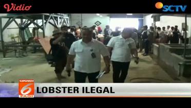 Polisi Gerebek Penampungan Lobster Ilegal - Liputan 6 Pagi