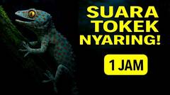 Suara Tokek  Bikin Nyaman? Coba Dengarkan Ini Sebelum Tidur!