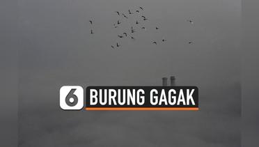 Viral Burung Gagak Penuhi Langit Kota Wuhan