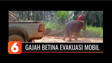 Viral Gajah Betina Evakuasi Mobil yang Terjebak di Jalan Berlumpur | Liputan 6