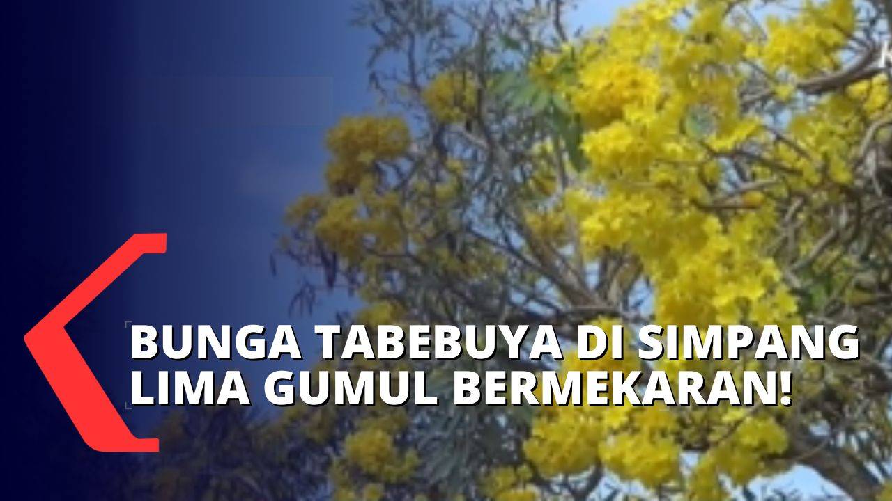 Menikmati Keindahan Bunga Tabebuya Si Cantik Yang Mirip Bunga Sakura Di Kota Kediri Kompas Tv 2377