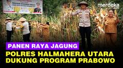 Polres Halmahera Utara Turun ke Sawah Panen Raya Jagung Dukung Program Utama Prabowo