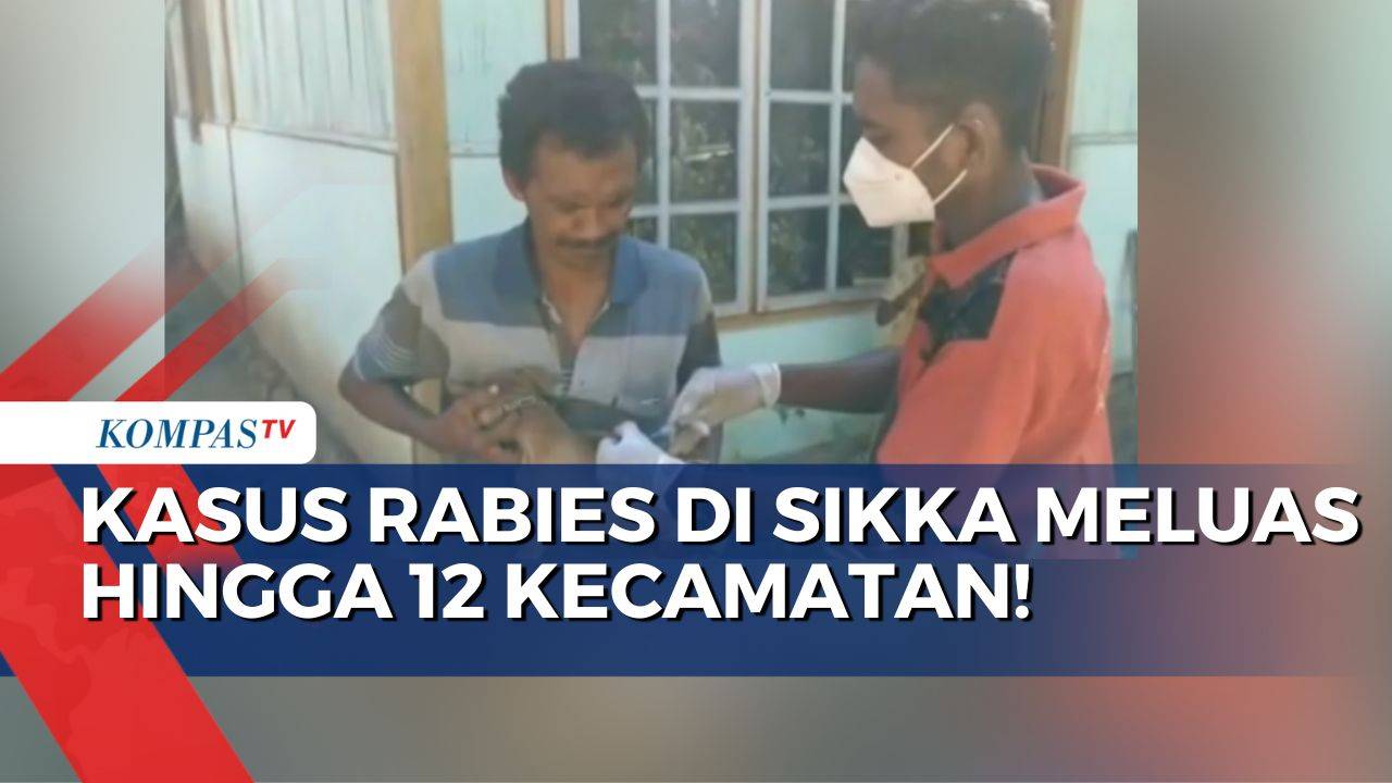 Jadi KLB, Kasus Rabies di Sikka Meluas Hingga 12 Kecamatan! - Kompas TV