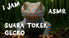 Suara Tokek 1 jam . Berani Dengar Sampai Habis