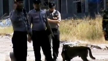 3 Anjing Pelacak Diikutkan Cari Jasad Korban Hercules C-130