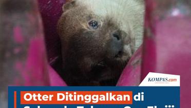 Otter Ditinggalkan di Sela-sela Tabung Gas Elpiji