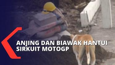Biawak dan Anjing Liar Bermunculan di Sirkuit Mandalika, Lombok Animal Lover Lakukan Patroli