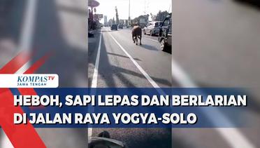 Heboh, Sapi Lepas Dan Berlarian Di Jalan Raya Yogya-Solo