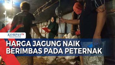 Kenaikan Harga Jagung Berpengaruh pada Peternak Ayam, Dikhawatirkan Harga Daging Ayam Melambung