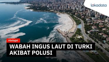 Wabah “ingus laut” muncul kembali di Turki, akibat polusi dan perubahan iklim