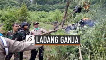 BNN Musnahkan Ladang Ganja 1 Hektare di Tengah Hutan Aceh