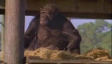 Reuni Haru Simpanse dan Penyelamatnya 20 Tahun Lalu